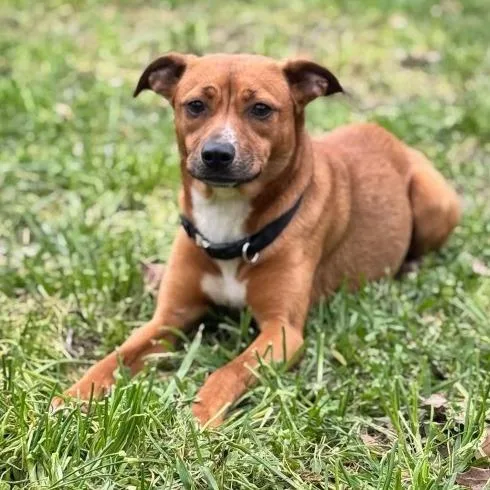 A young medium-sized female Mixed Breed dog named Babie for adoption in Little Rock, AR