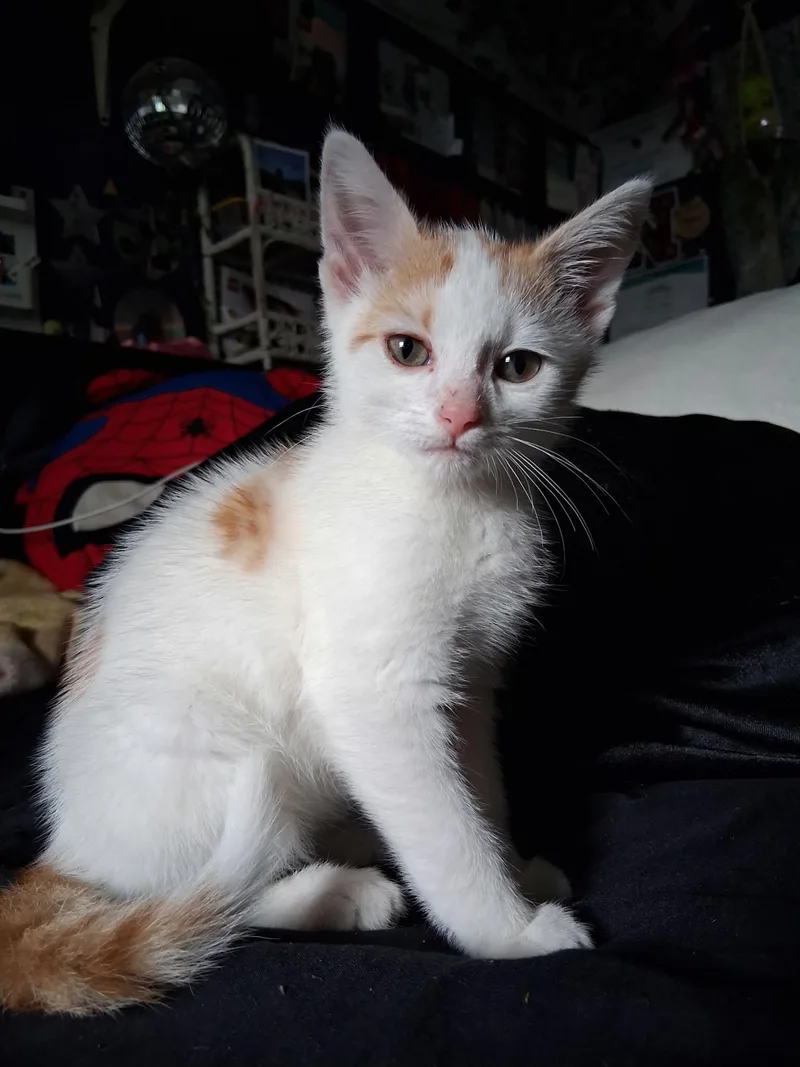 Mr Oliver