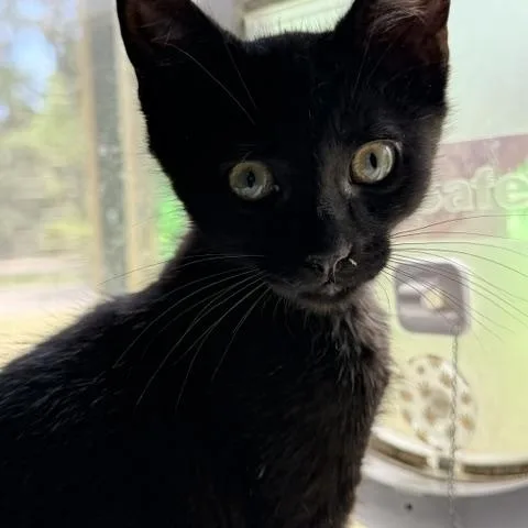 A baby medium-sized male Black Domestic Short Hair cat named Freddy for adoption in Beaufort, SC
