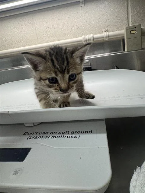 A baby small-sized female Domestic Short Hair cat named Miley for adoption in Grand Prairie, TX