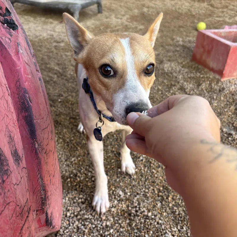 A young small-sized male Australian Cattle Dog / Blue Heeler dog named Cheese for adoption in Phoenix, AZ