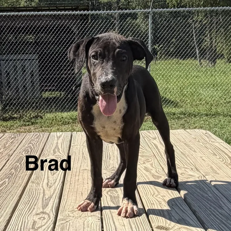 A baby medium-sized male Black Labrador Retriever dog named Brad for adoption in Brewton, AL