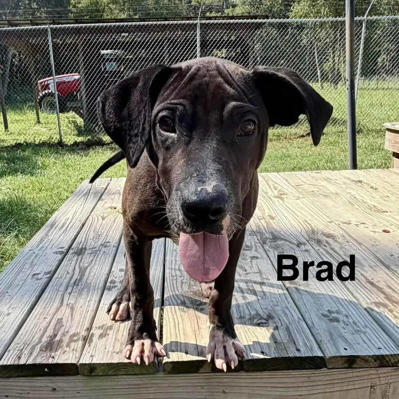 Brad thumbnail 3