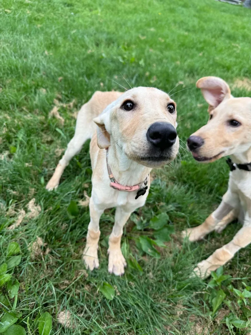 A baby medium-sized female Labrador Retriever dog named Sidekick Sally for adoption in Germantown, OH