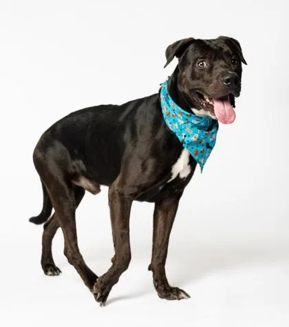An adult large-sized male Mixed Breed dog named Bronco for adoption in Atlanta, GA