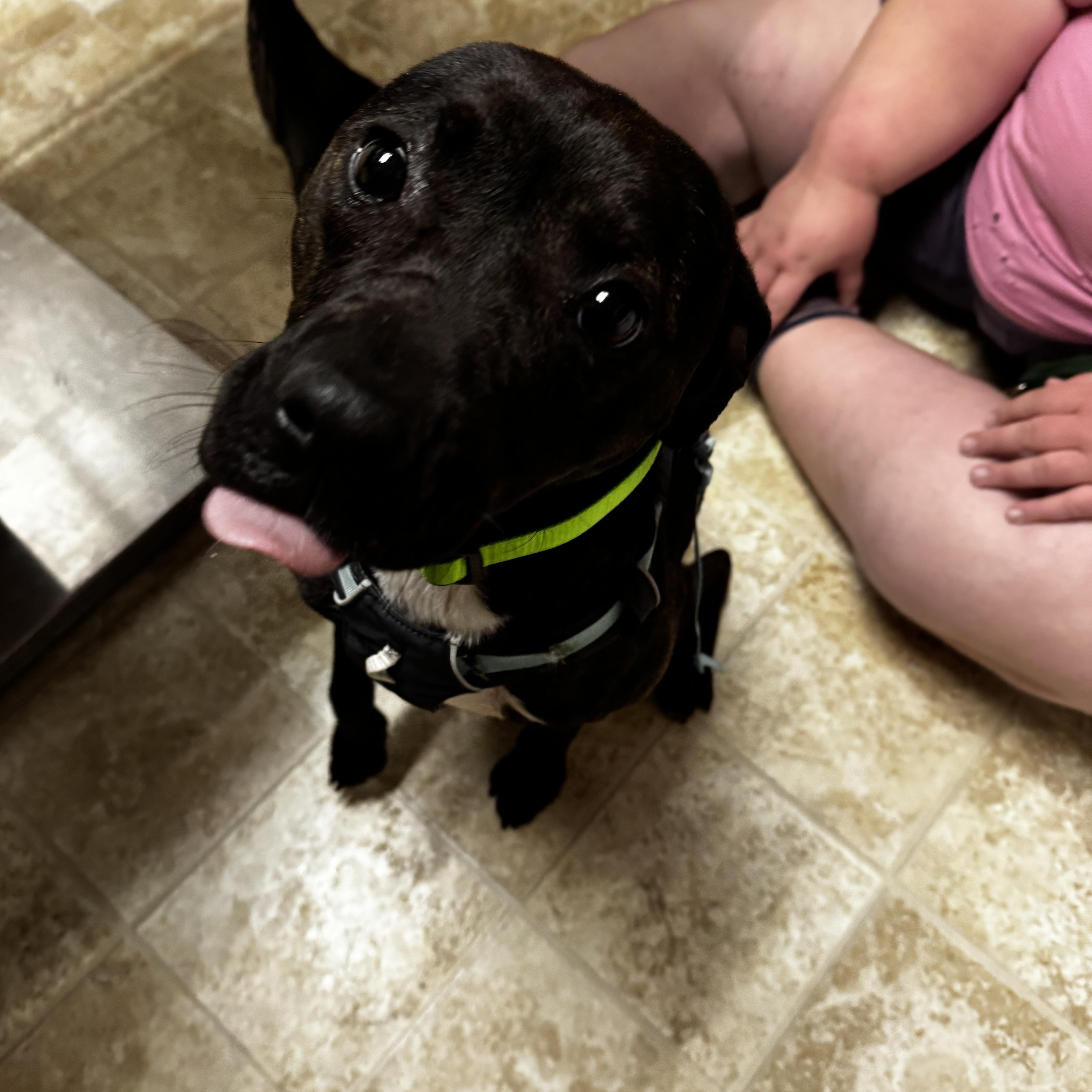 An adult medium-sized female Brindle Terrier dog named Charlotte for adoption in Dodgeville, WI