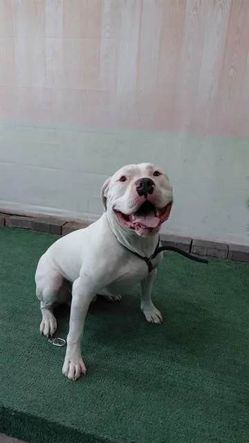 A young large-sized male Pit Bull Terrier dog named Chapo for adoption in Baldwin Park, CA