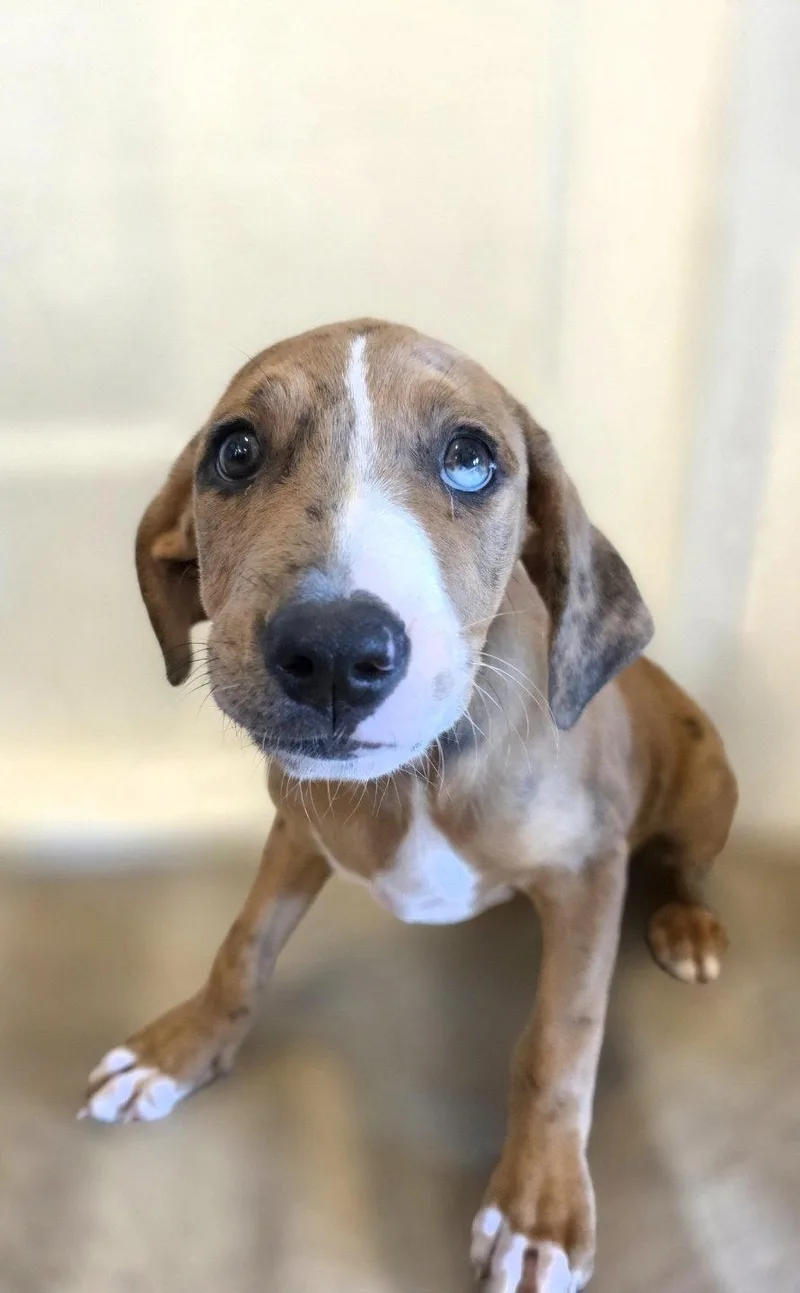 A baby large-sized male Catahoula Leopard Dog dog named Ace for adoption in New London, WI