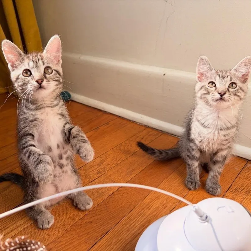 A baby medium-sized male Tabby (Gray / Blue / Silver) Domestic Short Hair cat named Alvin for adoption in Chicago, IL