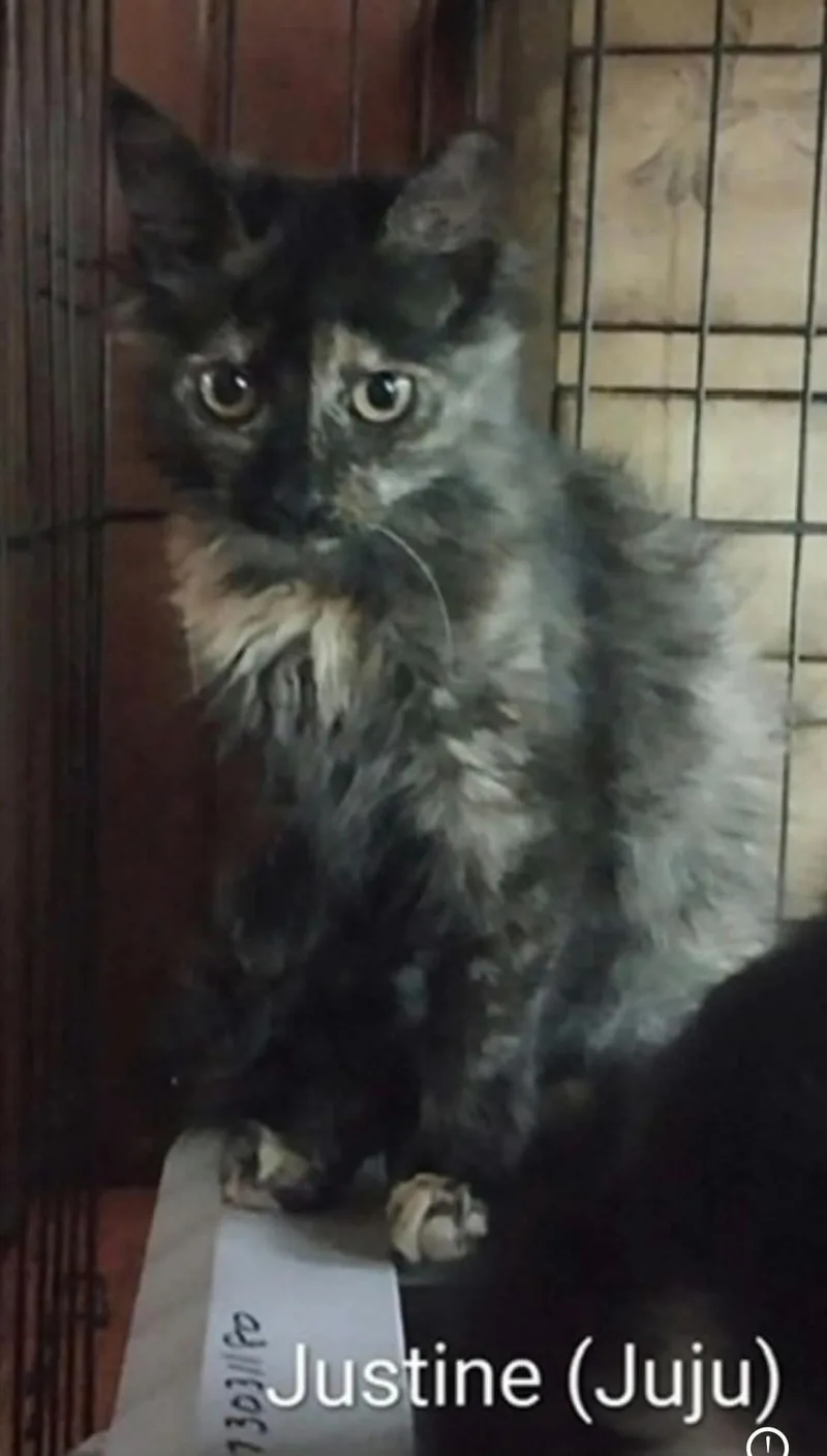 A baby medium-sized female Tortoiseshell Domestic Long Hair cat named Justine for adoption in Wyandotte, MI