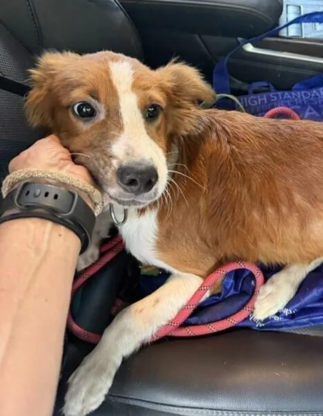 A baby medium-sized male Tricolor (Brown, Black, & White) Spaniel dog named Pup Adam for adoption in Washington, DC