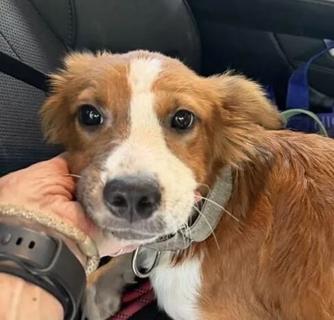 Pup Adam thumbnail 2