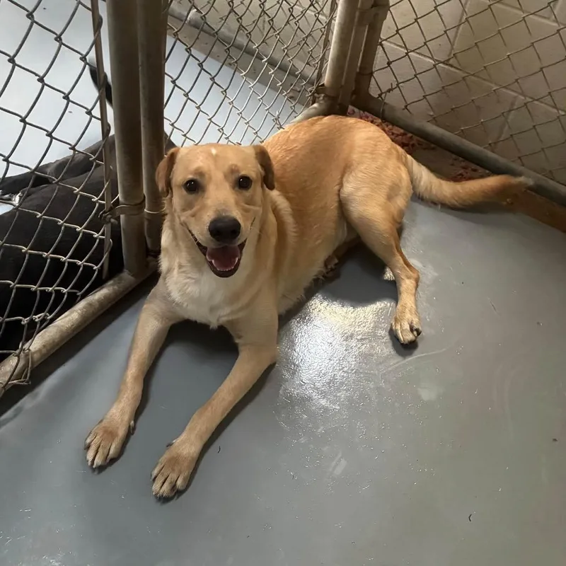 A young medium-sized male Yellow / Tan / Blond / Fawn Retriever dog named Merlin for adoption in Aldie, VA