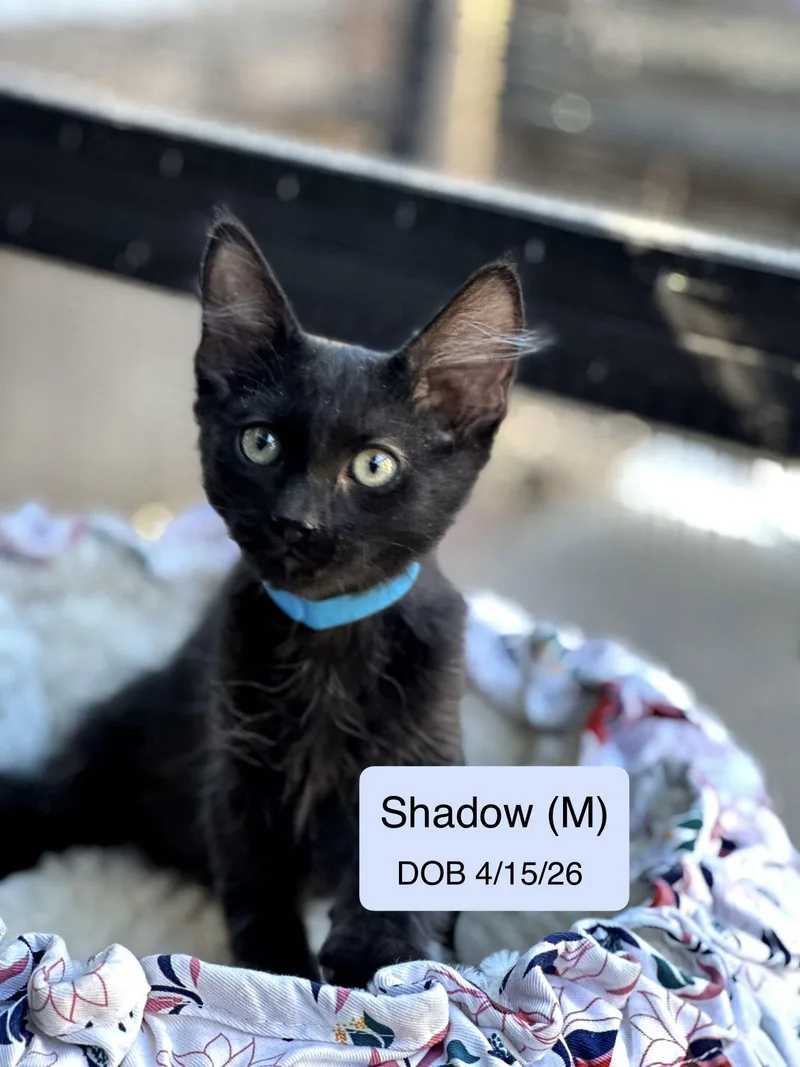A baby medium-sized male Domestic Short Hair cat named Shadow for adoption in Vacaville, CA