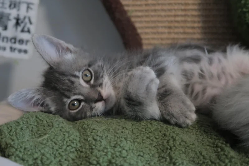 Mochi