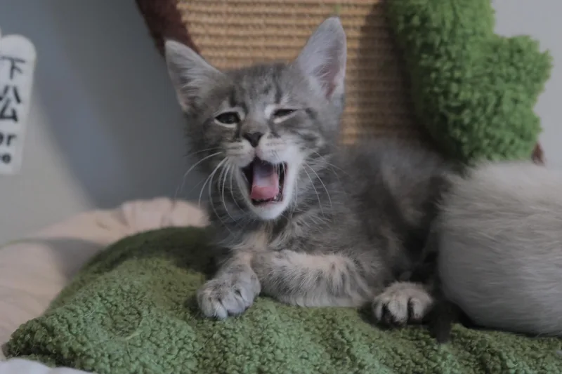 Mochi thumbnail 2