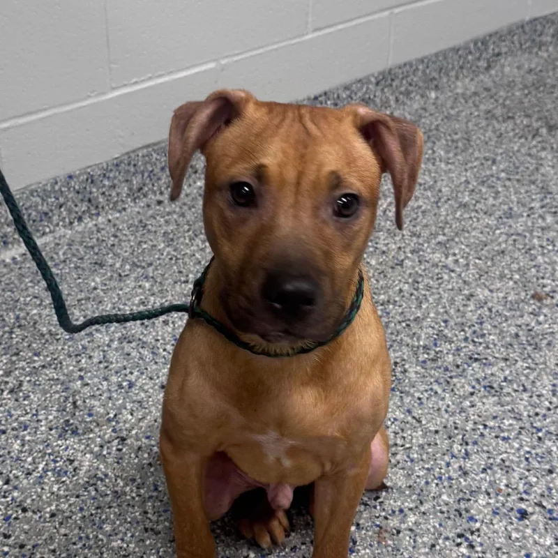 A young medium-sized male Red / Chestnut / Orange Redbone Coonhound dog named Castiel for adoption in Greenville, SC
