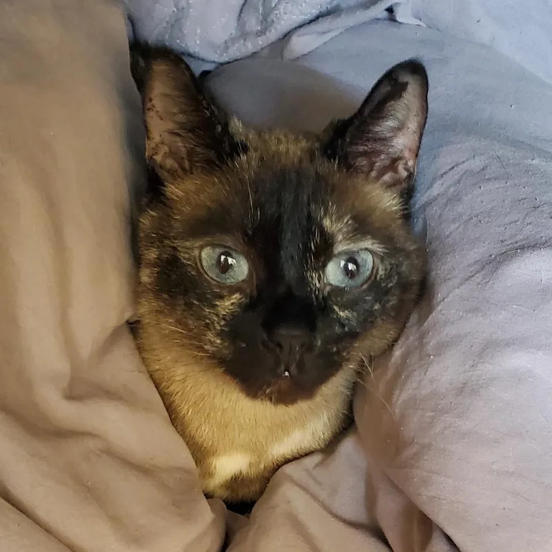 An adult small-sized female Tortoiseshell Domestic Short Hair cat named Suzie for adoption in Chattanooga, TN