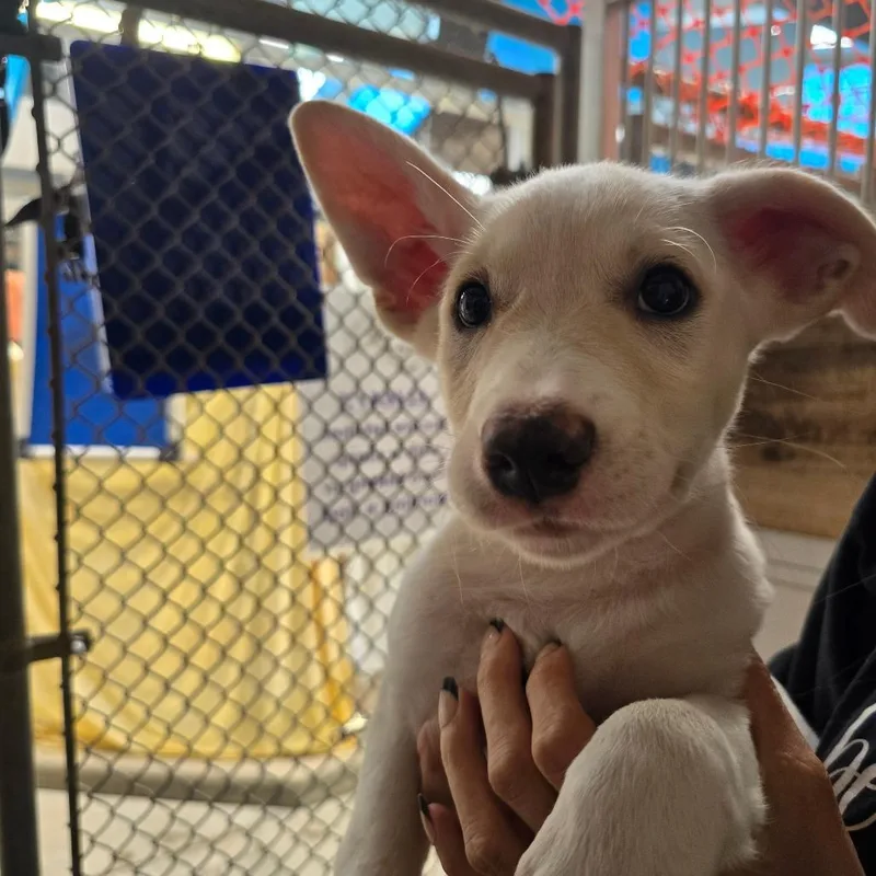 A baby small-sized male White / Cream Mixed Breed dog named Mick for adoption in Fort Bragg, CA