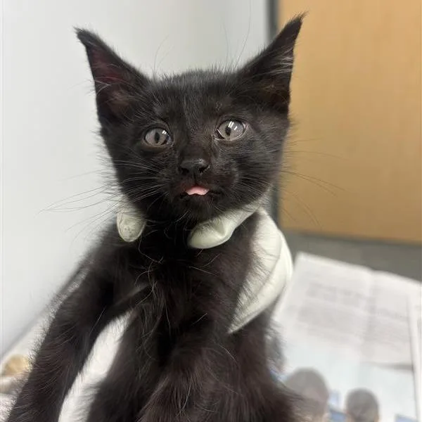 A baby small-sized female Gray / Blue / Silver Domestic Medium Hair cat named Pookie for adoption in Jacksonville, FL