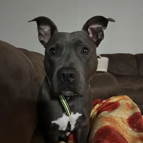An adult medium-sized male Gray / Blue / Silver Pit Bull Terrier dog named Mr. Pickles for adoption in Columbia, MO
