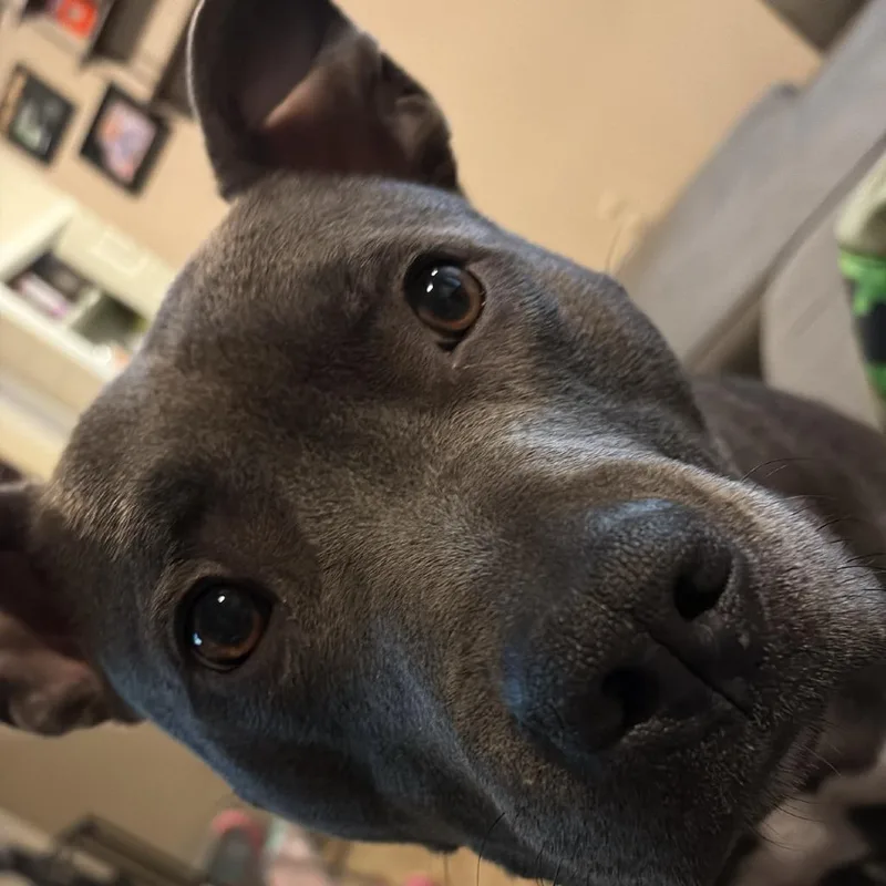 Mr. Pickles thumbnail 2