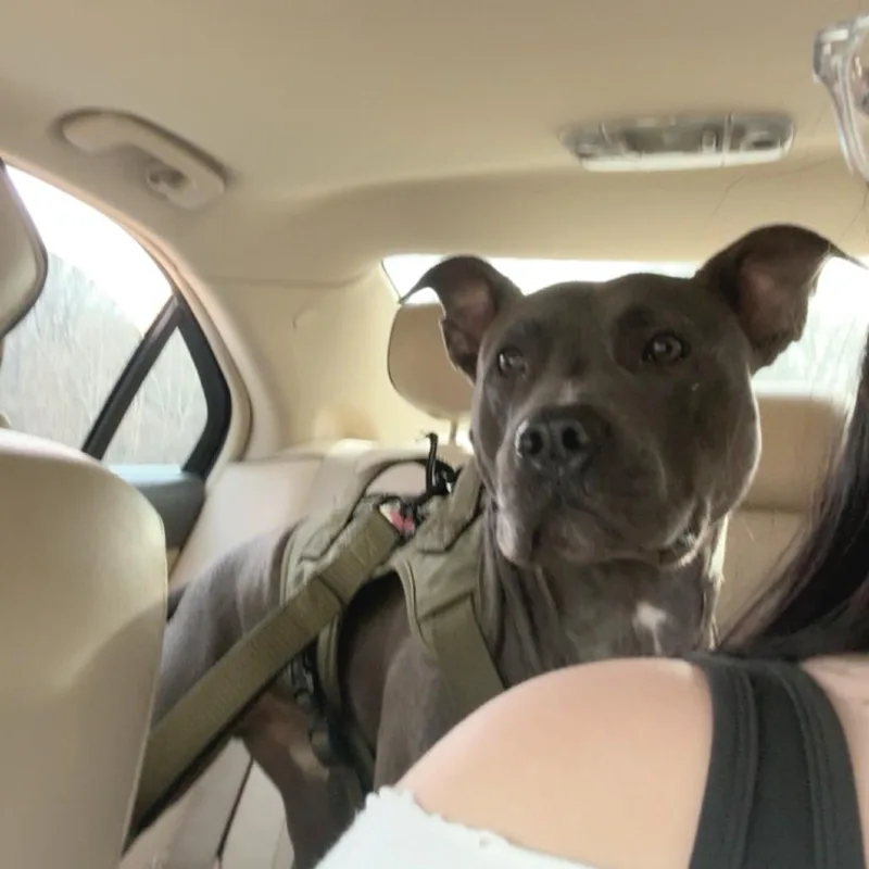 Mr. Pickles thumbnail 5