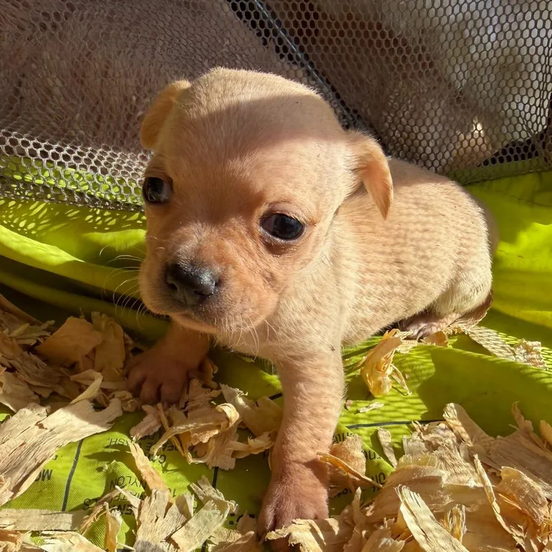 A baby small-sized male White / Cream Chihuahua dog named Button for adoption in Duck River, TN