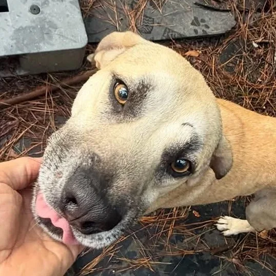 An adult large-sized male Yellow / Tan / Blond / Fawn Mixed Breed dog named Hank for adoption in Cleveland, TX