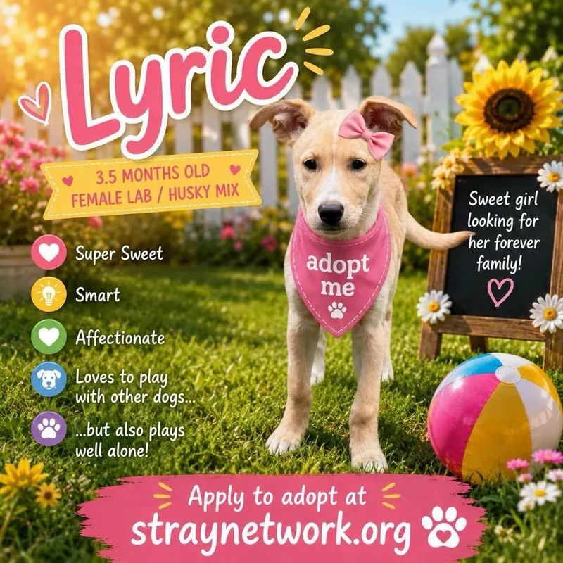 A baby large-sized female Yellow / Tan / Blond / Fawn Labrador Retriever dog named Lyric for adoption in Hatfield, PA