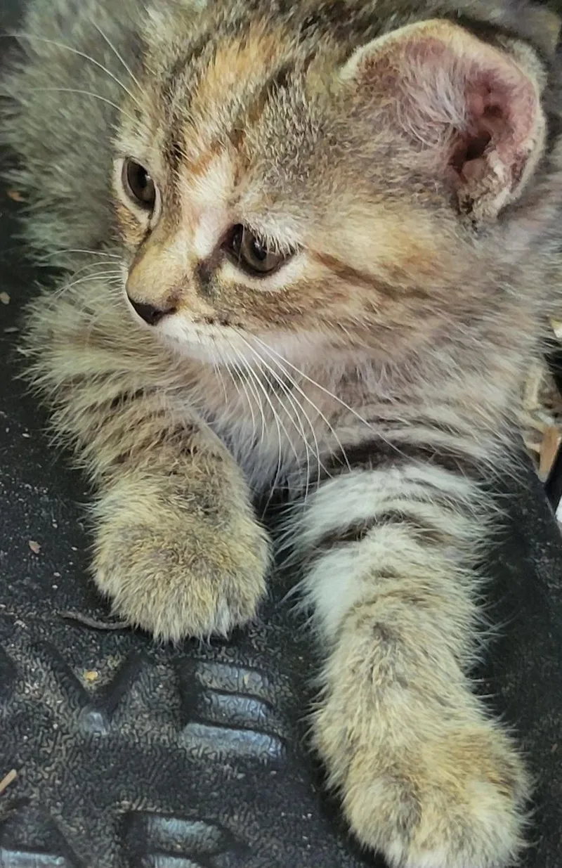 A baby medium-sized male Domestic Short Hair cat named Simba for adoption in GREENVILLE, NC