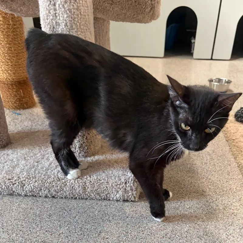 A young medium-sized female Manx cat named Tango for adoption in Sarasota, FL