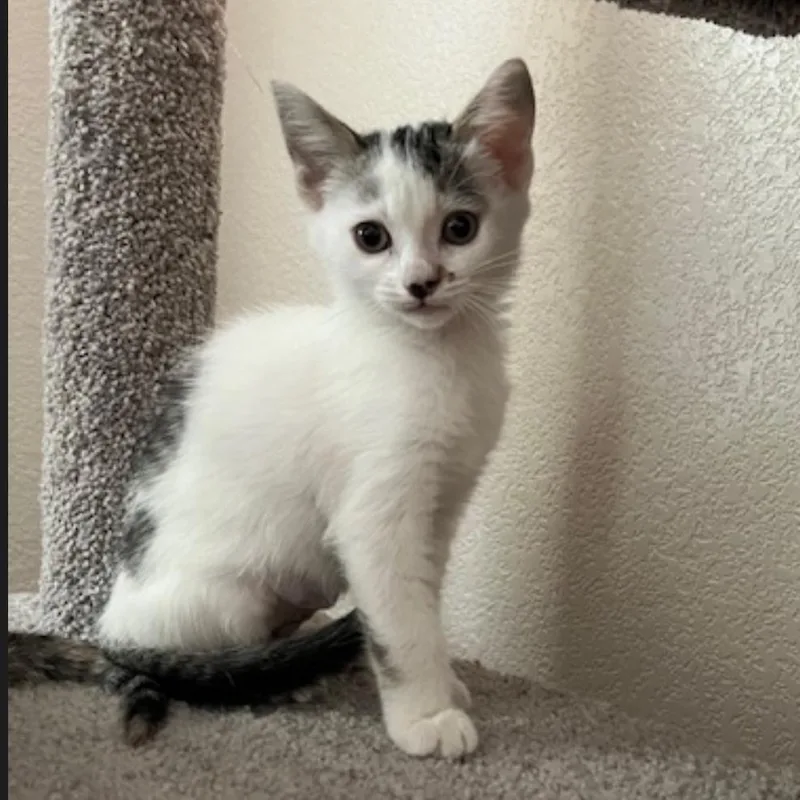 A baby small-sized female Black Domestic Short Hair cat named Sassy for adoption in Las Vegas, NV