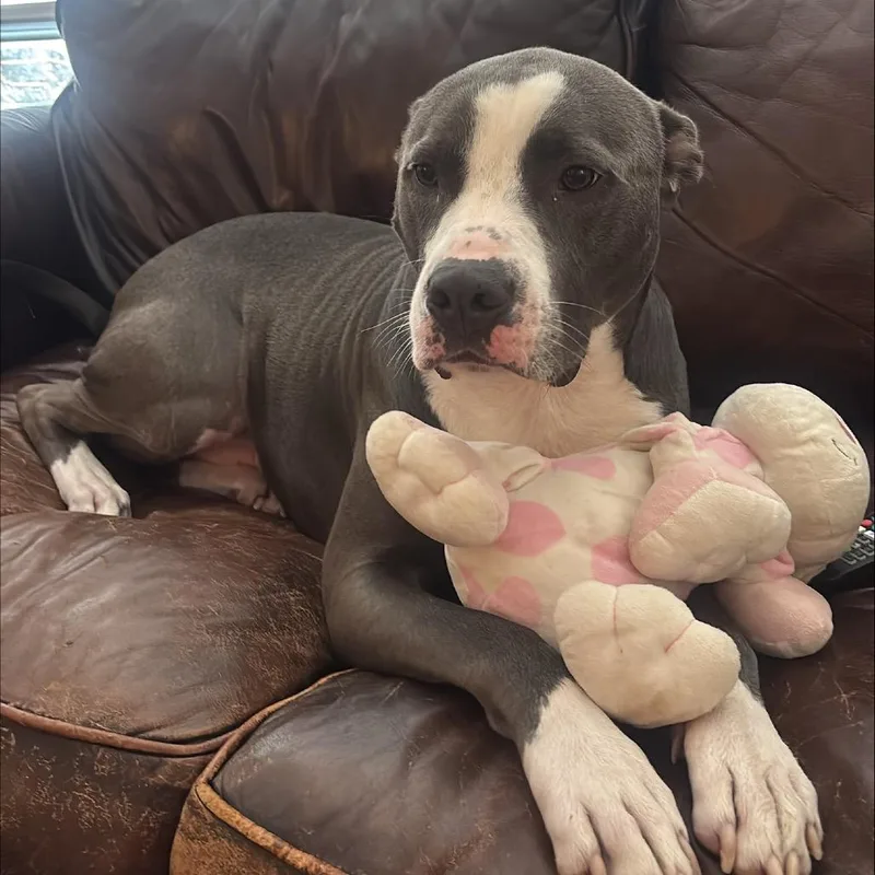 An adult large-sized male Gray / Blue / Silver Pit Bull Terrier dog named Baxter for adoption in Dallas, TX
