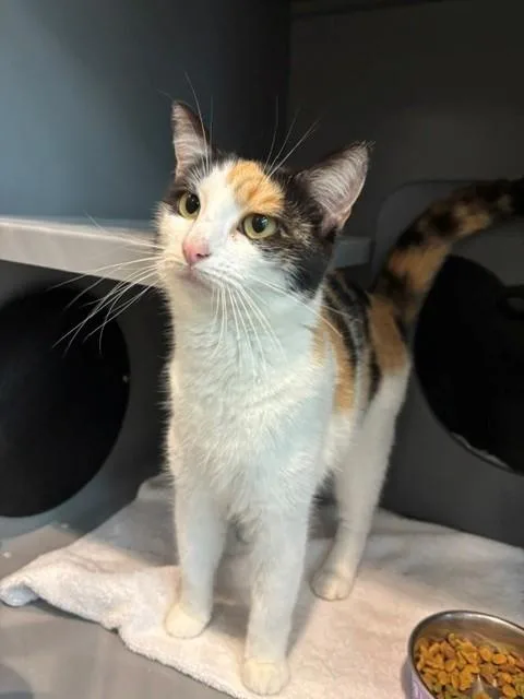 A young small-sized female Domestic Short Hair cat named Cookie for adoption in Leesburg, VA
