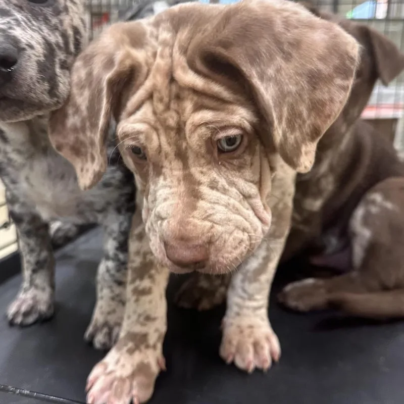 A baby small-sized male Yellow / Tan / Blond / Fawn Mixed Breed dog named Milky Way for adoption in Park City, UT