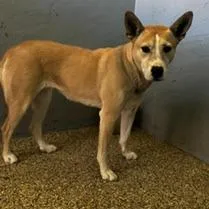 A senior medium-sized female Carolina Dog dog named Felicia for adoption in Stagecoach, NV