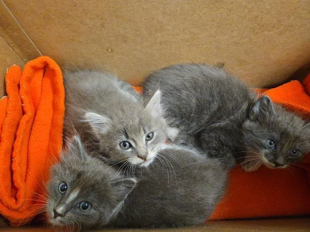 A baby small-sized male Domestic Medium Hair cat named Ned for adoption in Tustin, CA
