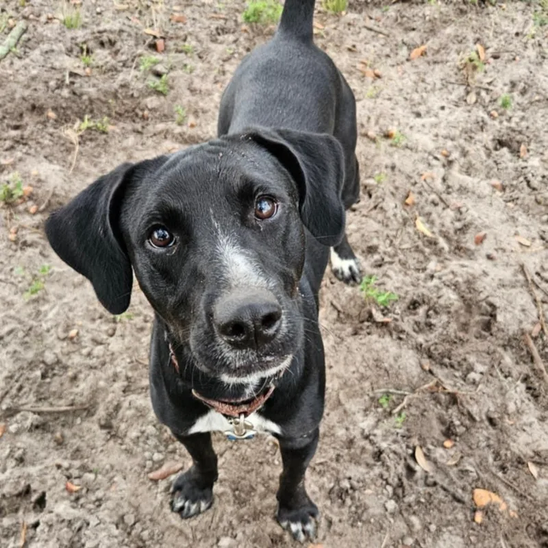 A young medium-sized male Black Labrador Retriever dog named General Trained for adoption in Umatilla, FL