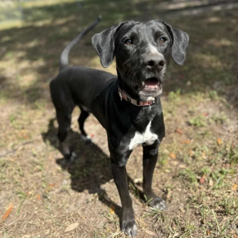 General Trained thumbnail 3