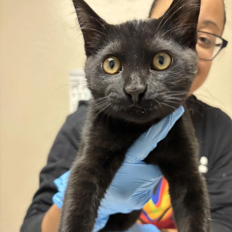A baby medium-sized male Black Domestic Short Hair cat named Eris for adoption in Tempe, AZ
