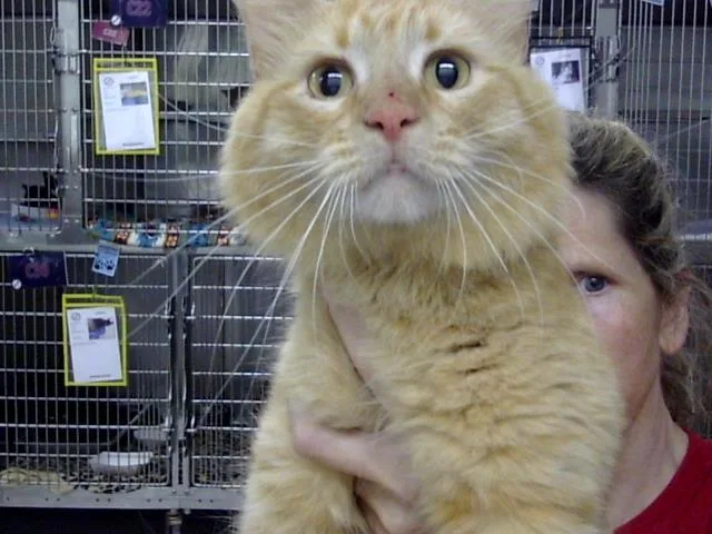 A young large-sized female Domestic Medium Hair cat named A for adoption in Pasadena, TX