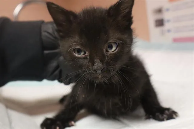 A baby small-sized male Domestic Short Hair cat named Arugula for adoption in Columbia, SC