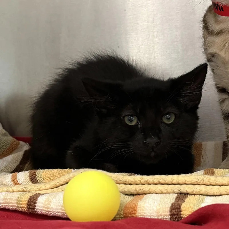 A baby small-sized male Black Domestic Short Hair cat named Chocolat for adoption in Oakland, CA