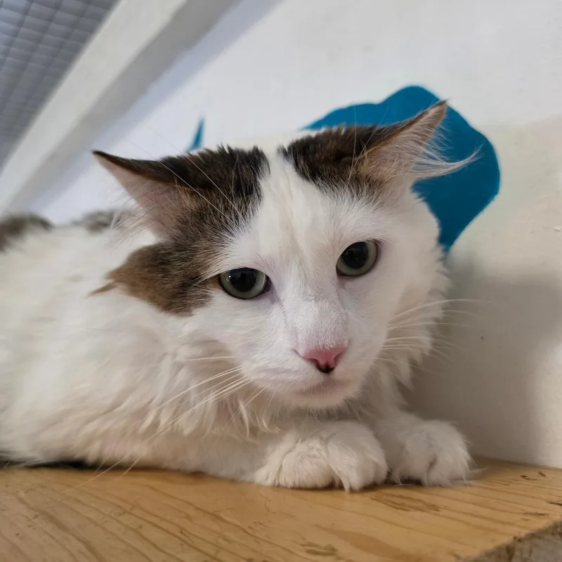 An adult large-sized male White Domestic Long Hair cat named Lucky Meowzer  Chino for adoption in Chino Hills, CA