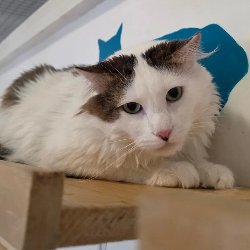 Lucky Meowzer  Chino thumbnail 2