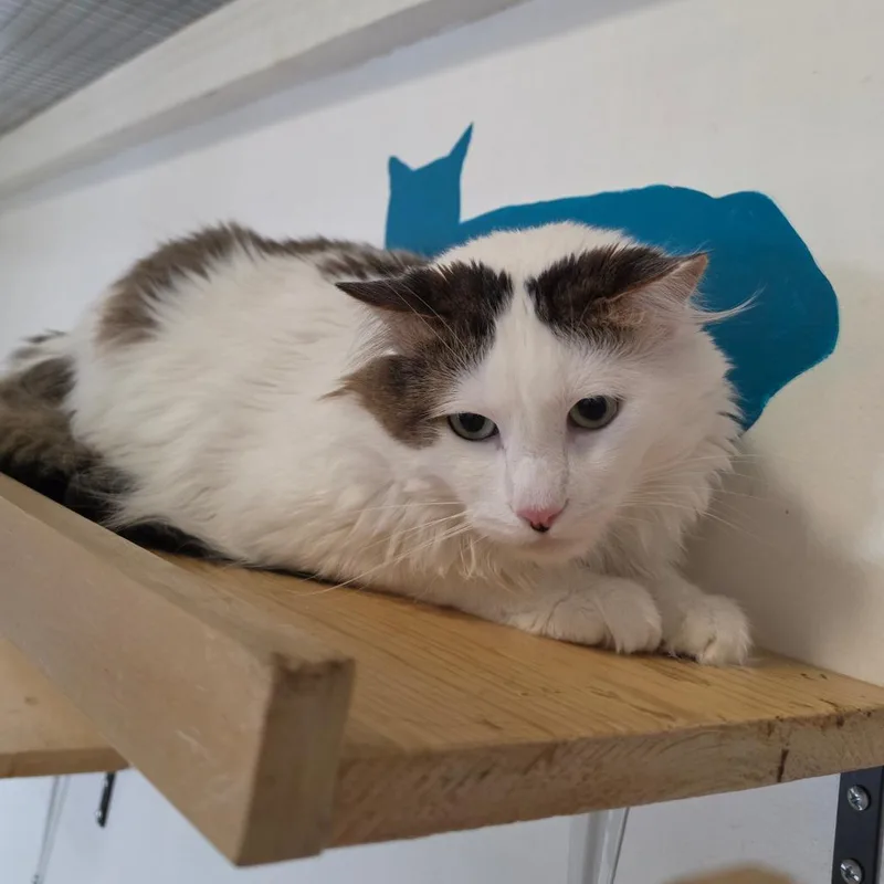 Lucky Meowzer  Chino thumbnail 3