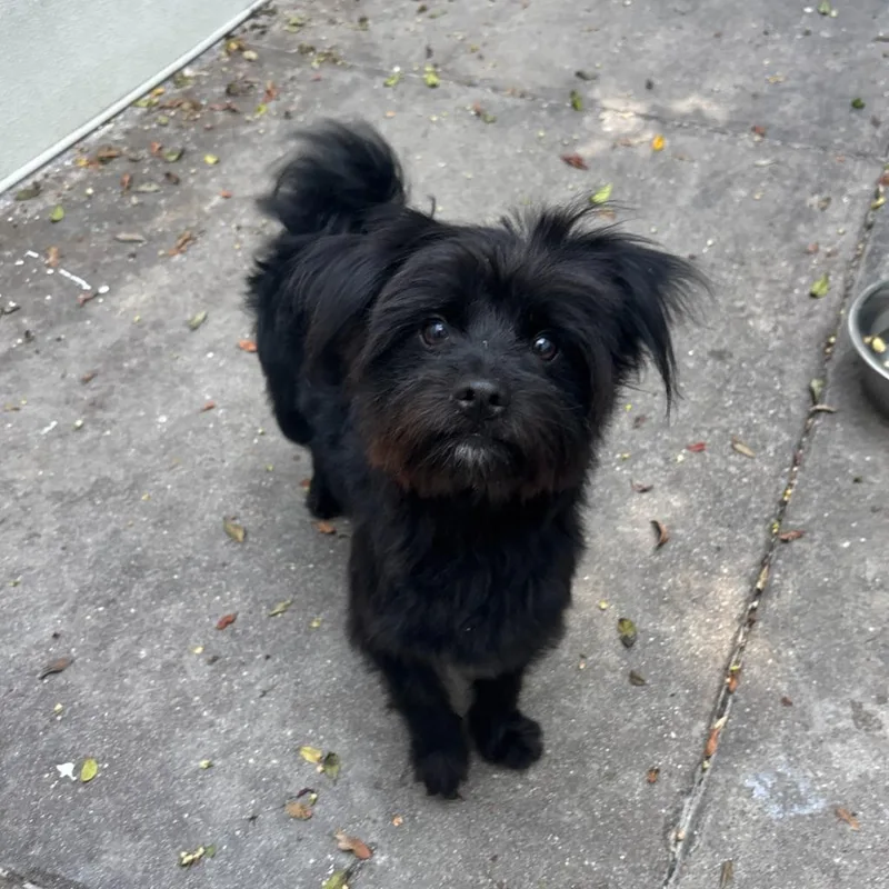 A young small-sized male Yorkshire Terrier dog named Mustard for adoption in Los Angeles, CA