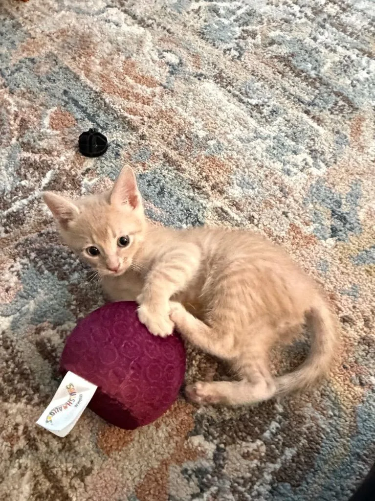 A baby medium-sized male Domestic Short Hair cat named Victor for adoption in San Antonio, TX
