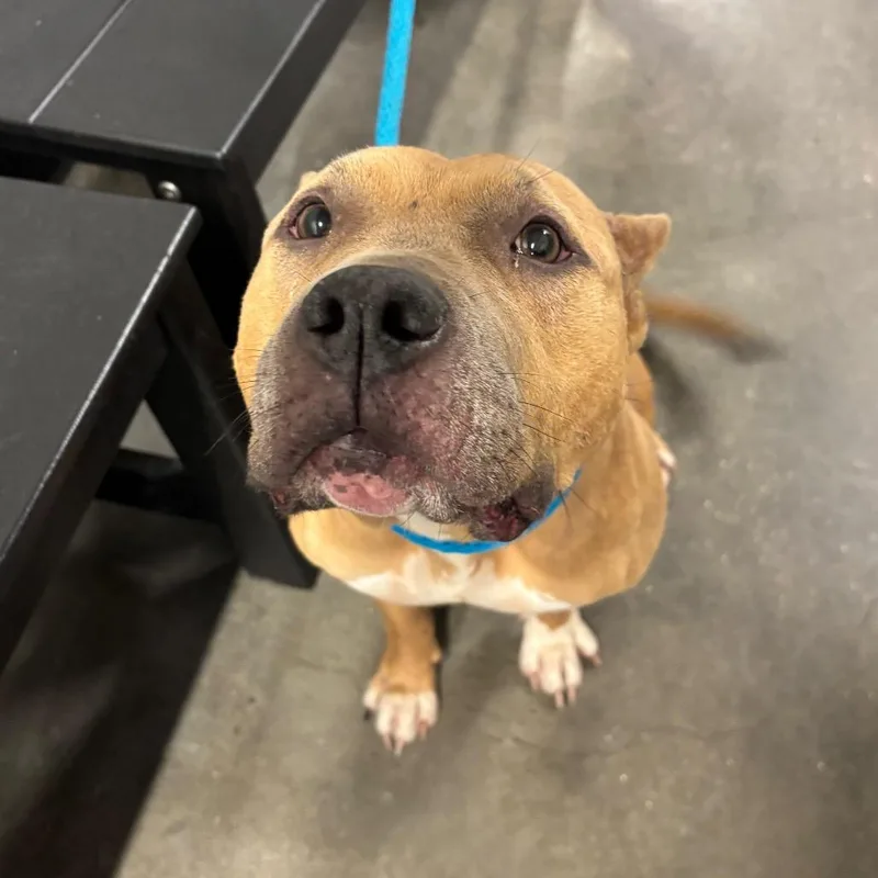 An adult medium-sized female Terrier dog named Canela for adoption in Tampa, FL